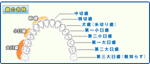 歯の部位のご案内